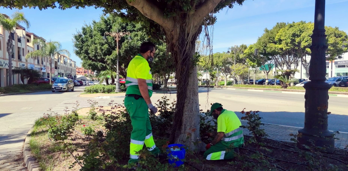 Foto El Ayuntamiento aplica un tratamiento sostenible para combatir plagas en más de 400 ficus