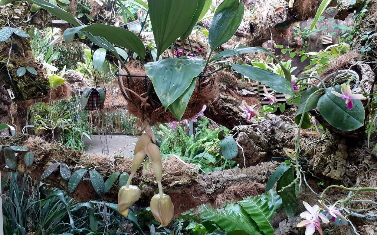 Foto El Parque Botánico Orquidario acoge, por primera vez, la floración de una especie mexicana cuya fragancia es perceptible a varios metros de distancia